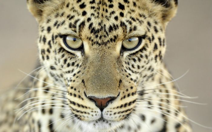 Awesome Animal Photos (100 pics)