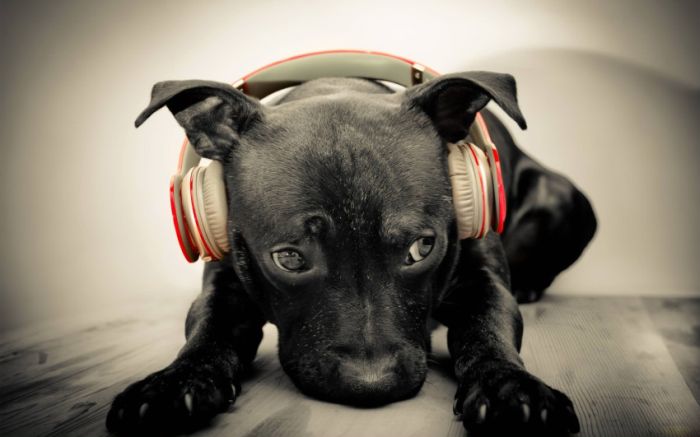 Awesome Animal Photos (100 pics)