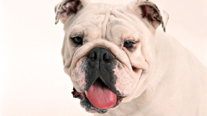 Awesome Animal Photos (100 pics)