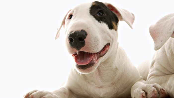 Awesome Animal Photos (100 pics)