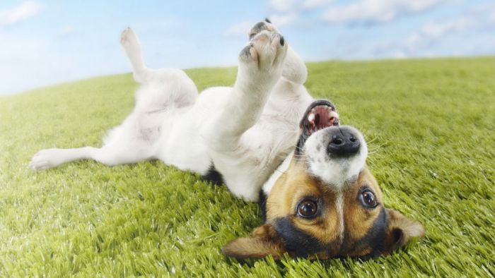 Awesome Animal Photos (100 pics)