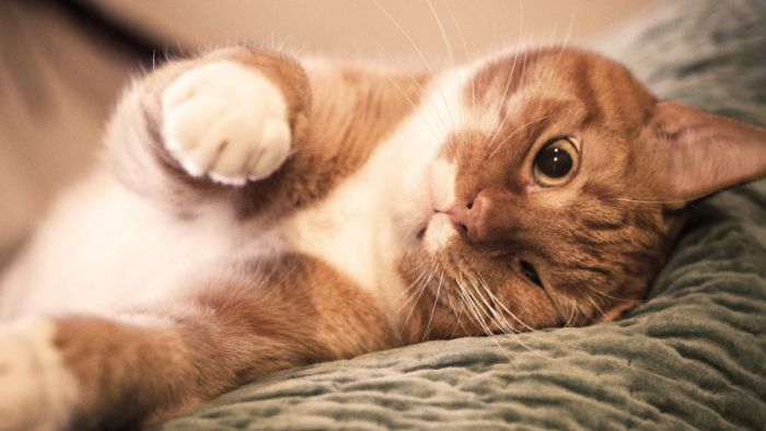 Awesome Animal Photos (100 pics)
