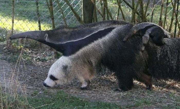 Giant Anteater Legs Look Like Pandas (4 pics)