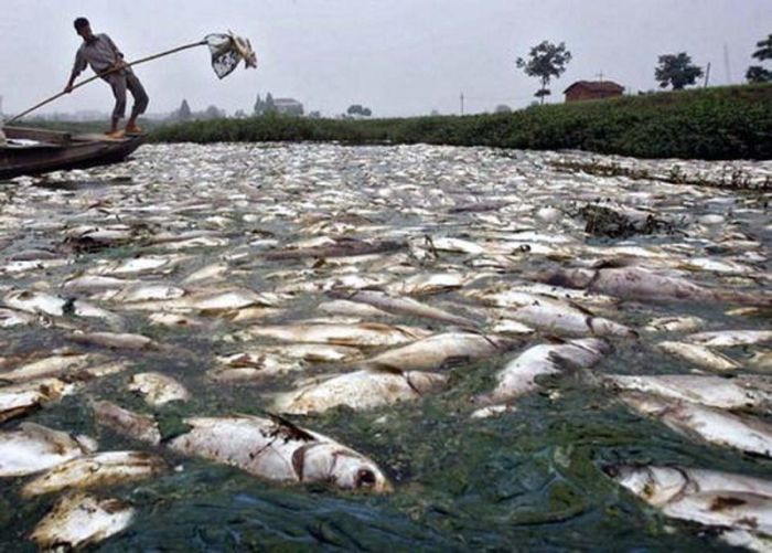 Citarum River in Indonesia (8 pics)