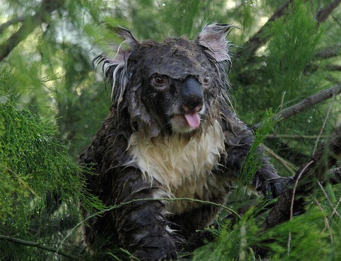 What A Wet Koala Looks Like (3 pics)