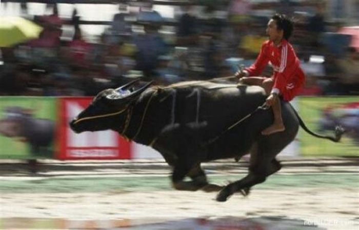 Only In Mexico (55 pics + 2 gifs)