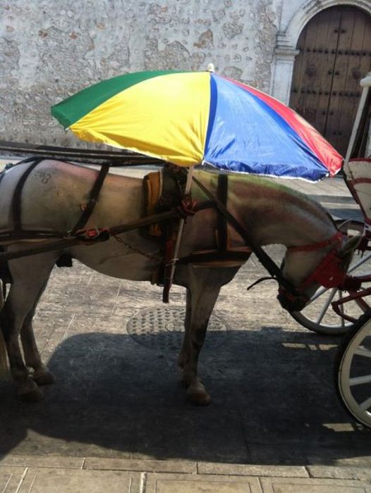 Only In Mexico (55 pics + 2 gifs)