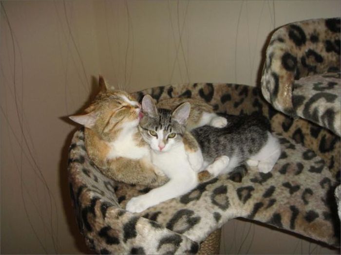 Acid Picdump (108 pics)