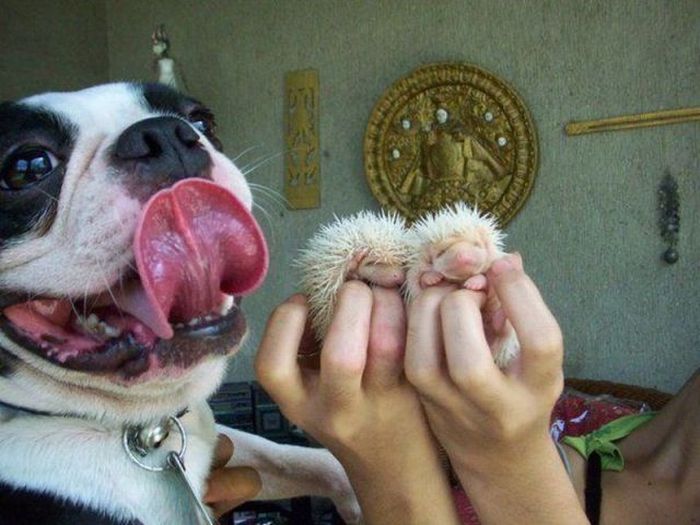 Acid Picdump (108 pics)