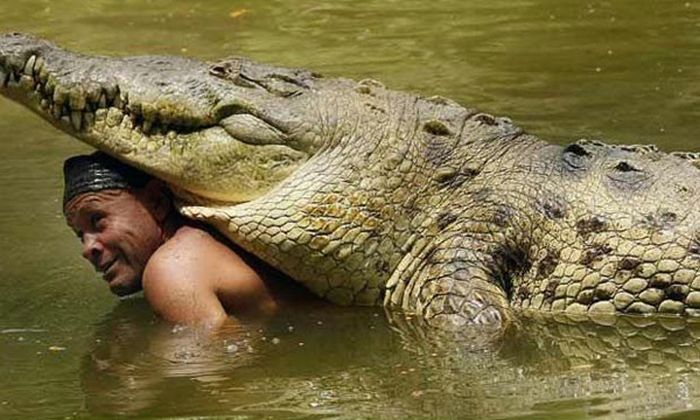 Pet Crocodile (5 pics)