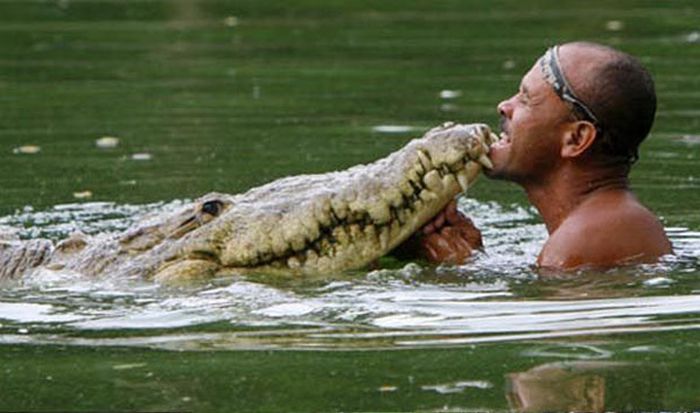 Pet Crocodile (5 pics)