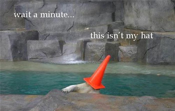 Best of the “This Isn’t My” Meme (16 pics)
