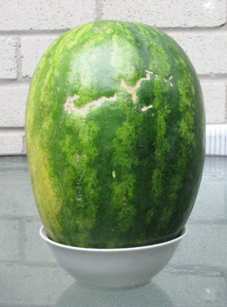 Smiling Watermelon (4 pics)