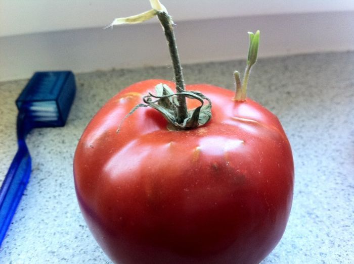 Tomato Story  (12 pics)