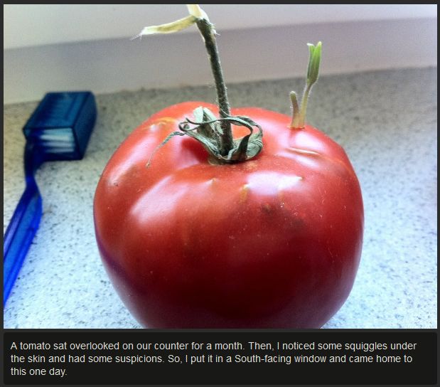 Tomato Story  (12 pics)