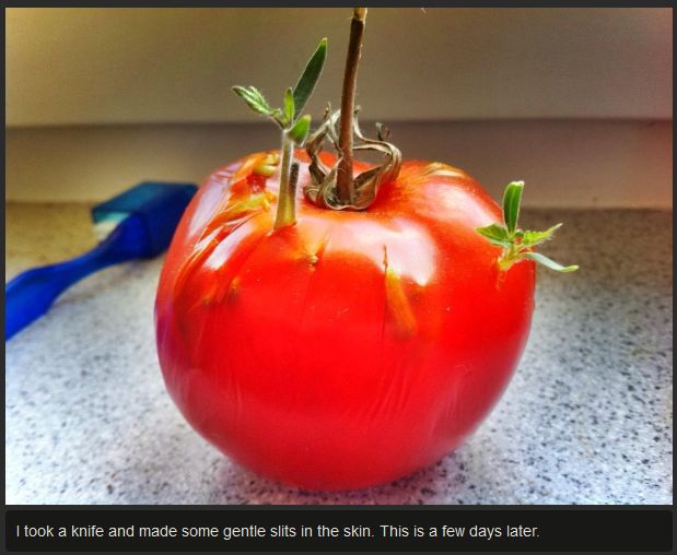 Tomato Story  (12 pics)