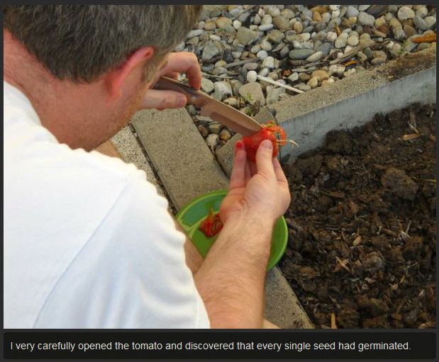 Tomato Story  (12 pics)