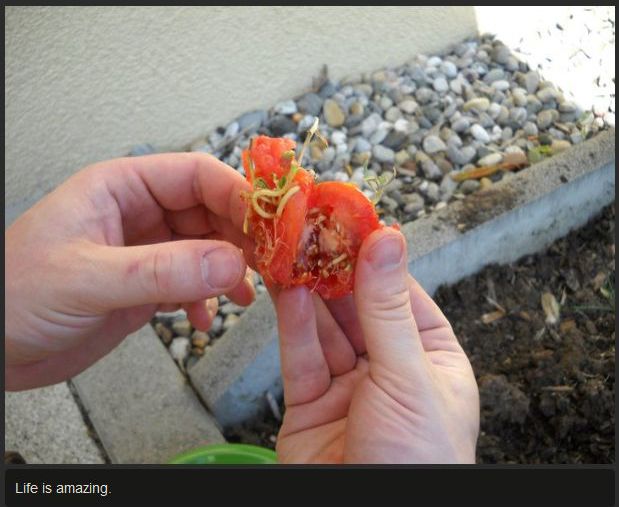 Tomato Story  (12 pics)
