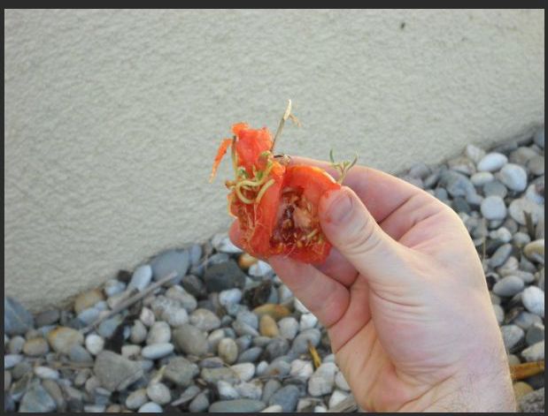 Tomato Story  (12 pics)