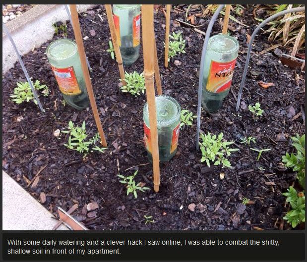 Tomato Story  (12 pics)