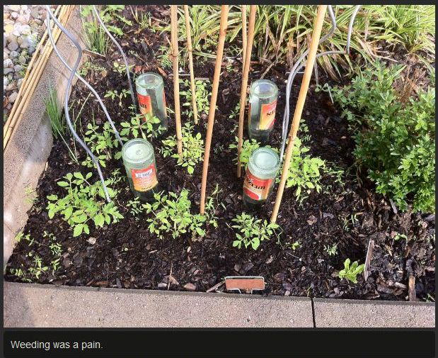 Tomato Story  (12 pics)