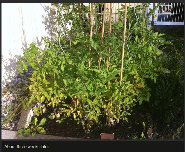 Tomato Story  (12 pics)