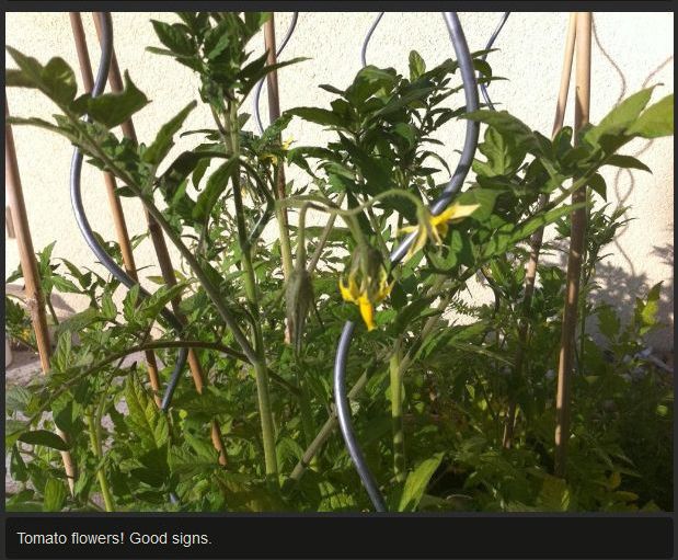Tomato Story  (12 pics)