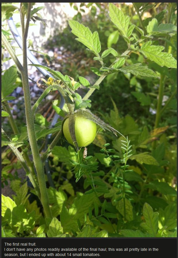 Tomato Story  (12 pics)