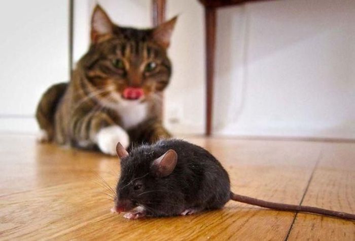 Acid Picdump (99 pics)
