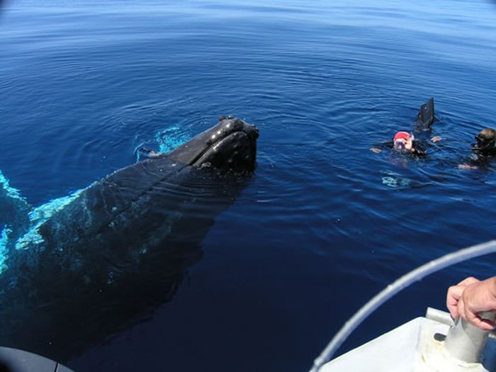 Diving with Whale (12 pics)