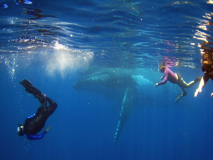 Diving with Whale (12 pics)