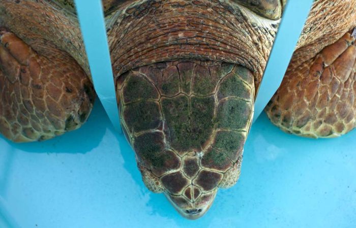Sea Turtle (11 pics)