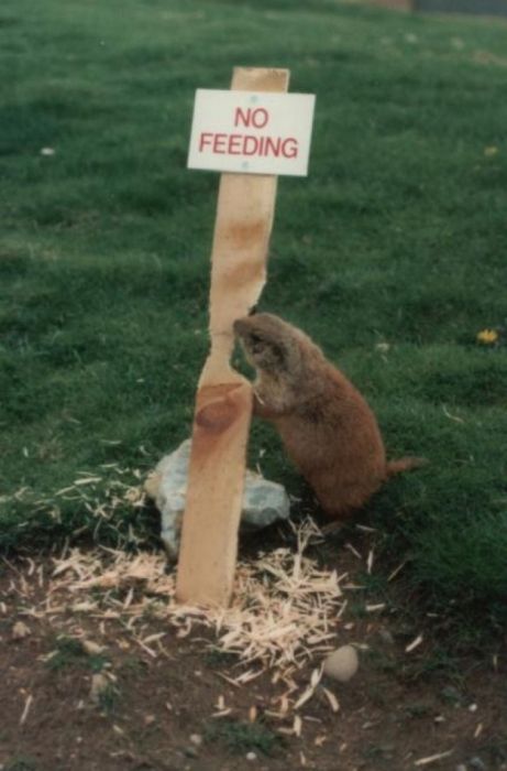 Funny Animal Signs (25 pics)