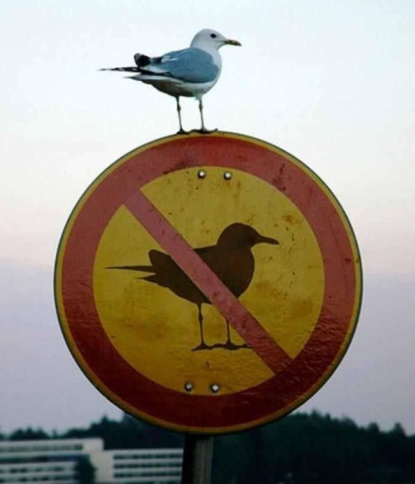 Funny Animal Signs (25 pics)