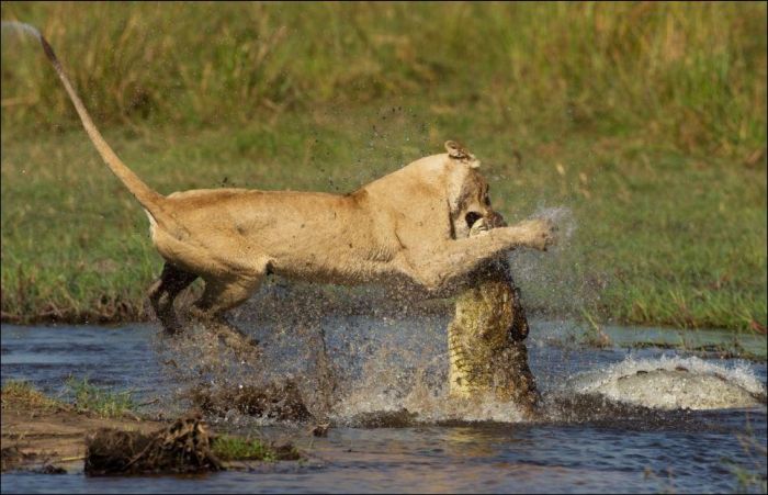 Lion vs Croc (11 pics)