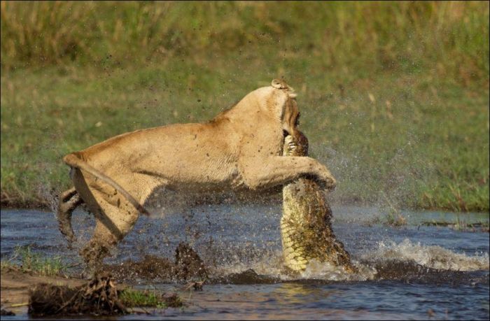 Lion vs Croc (11 pics)