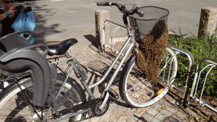 Swarm of Bees Claim Woman’s Bicycle in Sweden (2 pics)