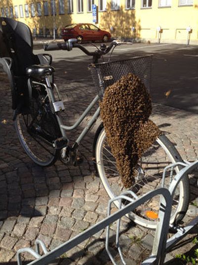 Swarm of Bees Claim Woman’s Bicycle in Sweden (2 pics)