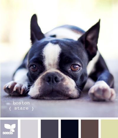 Kittenish And Puppyful Color Palettes (27 pics)