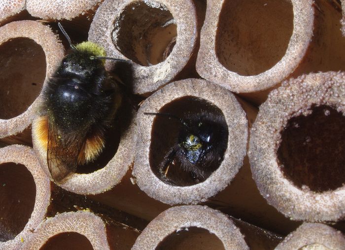 Bee Hotel in Paris (24 pics)