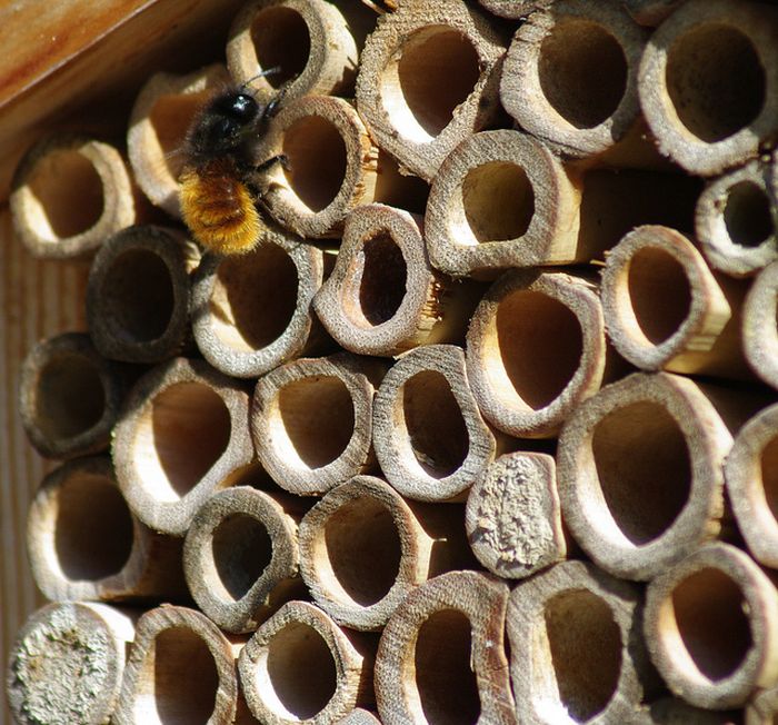 Bee Hotel in Paris (24 pics)