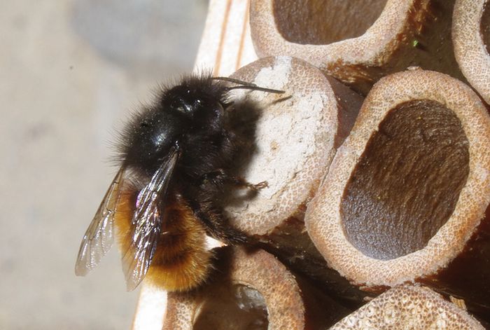 Bee Hotel in Paris (24 pics)