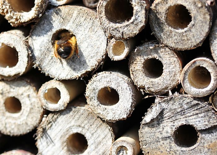Bee Hotel in Paris (24 pics)
