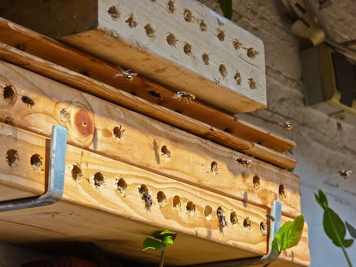 Bee Hotel in Paris (24 pics)