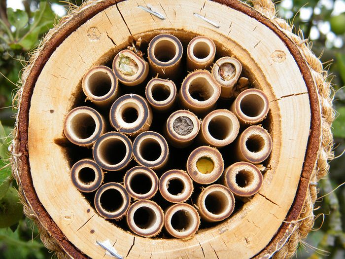 Bee Hotel in Paris (24 pics)