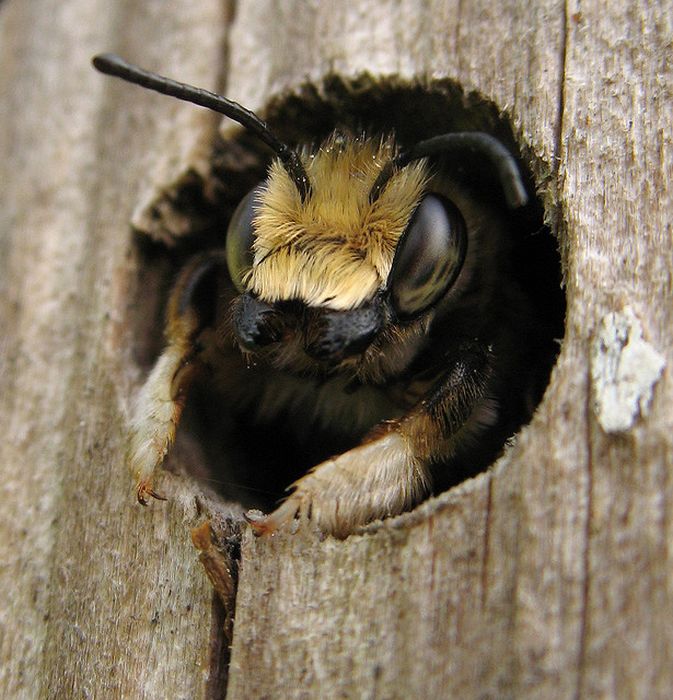 Bee Hotel in Paris (24 pics)