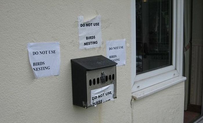Nest in the Mailbox (4 pics)