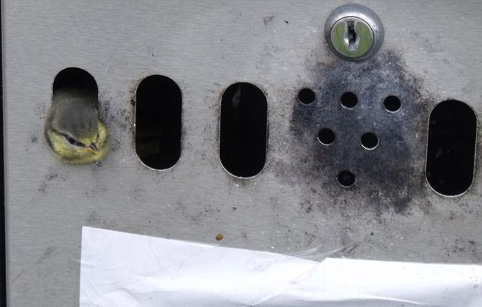 Nest in the Mailbox (4 pics)