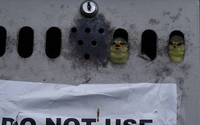 Nest in the Mailbox (4 pics)