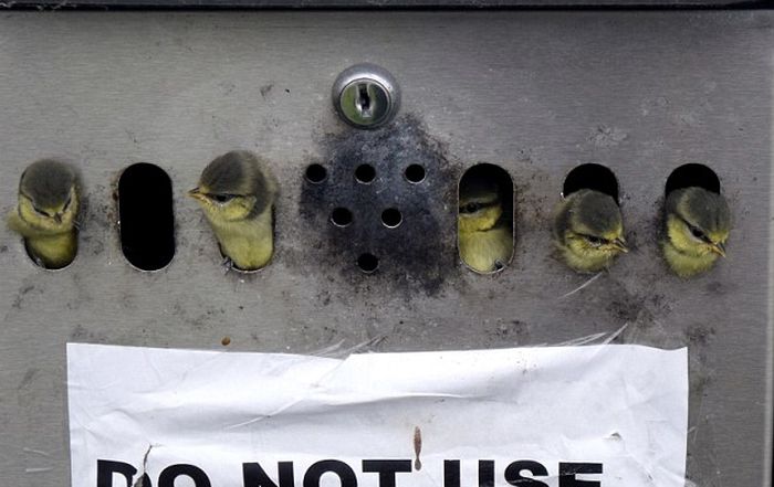Nest in the Mailbox (4 pics)